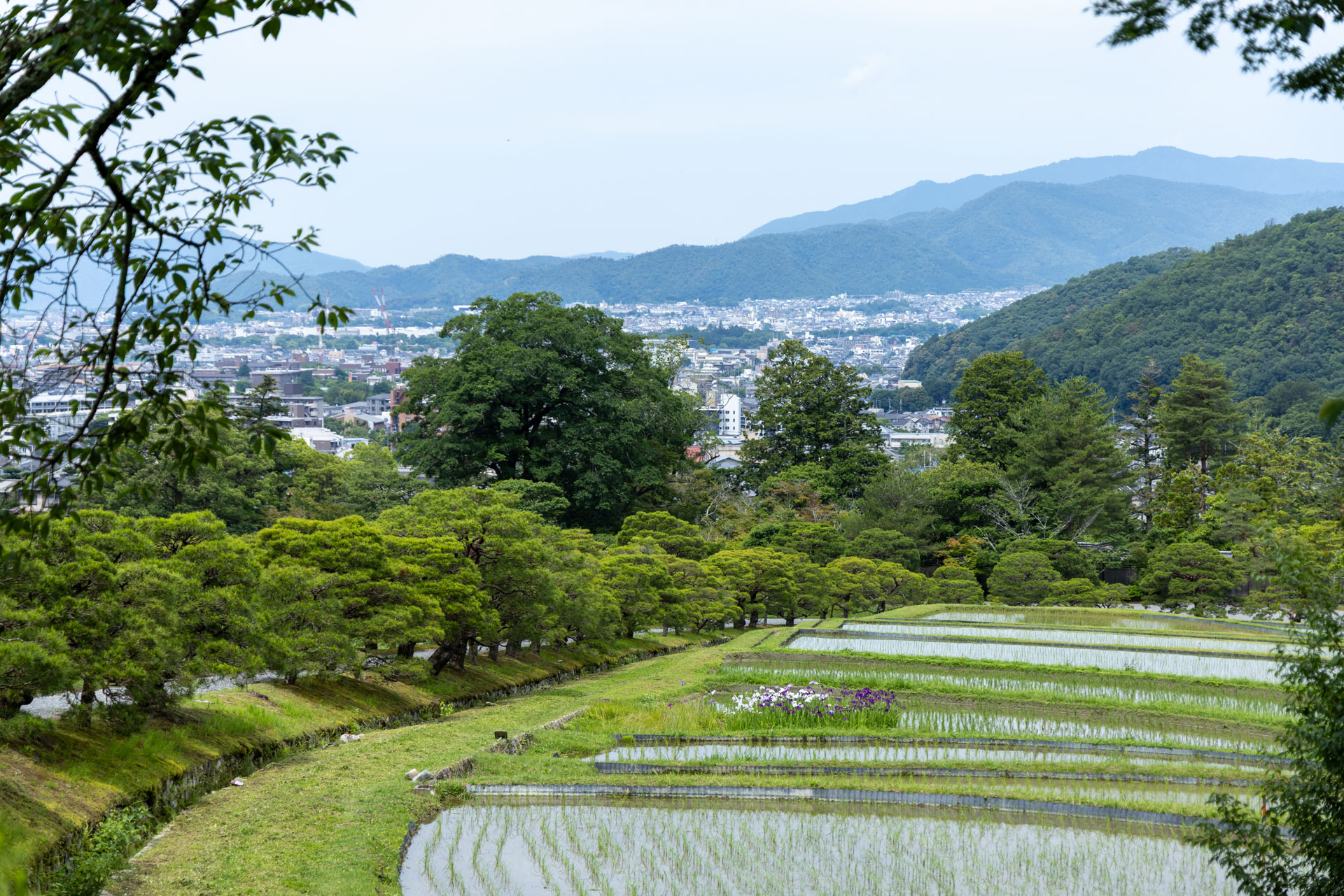 修学院離宮の水田風景 - 京都御所