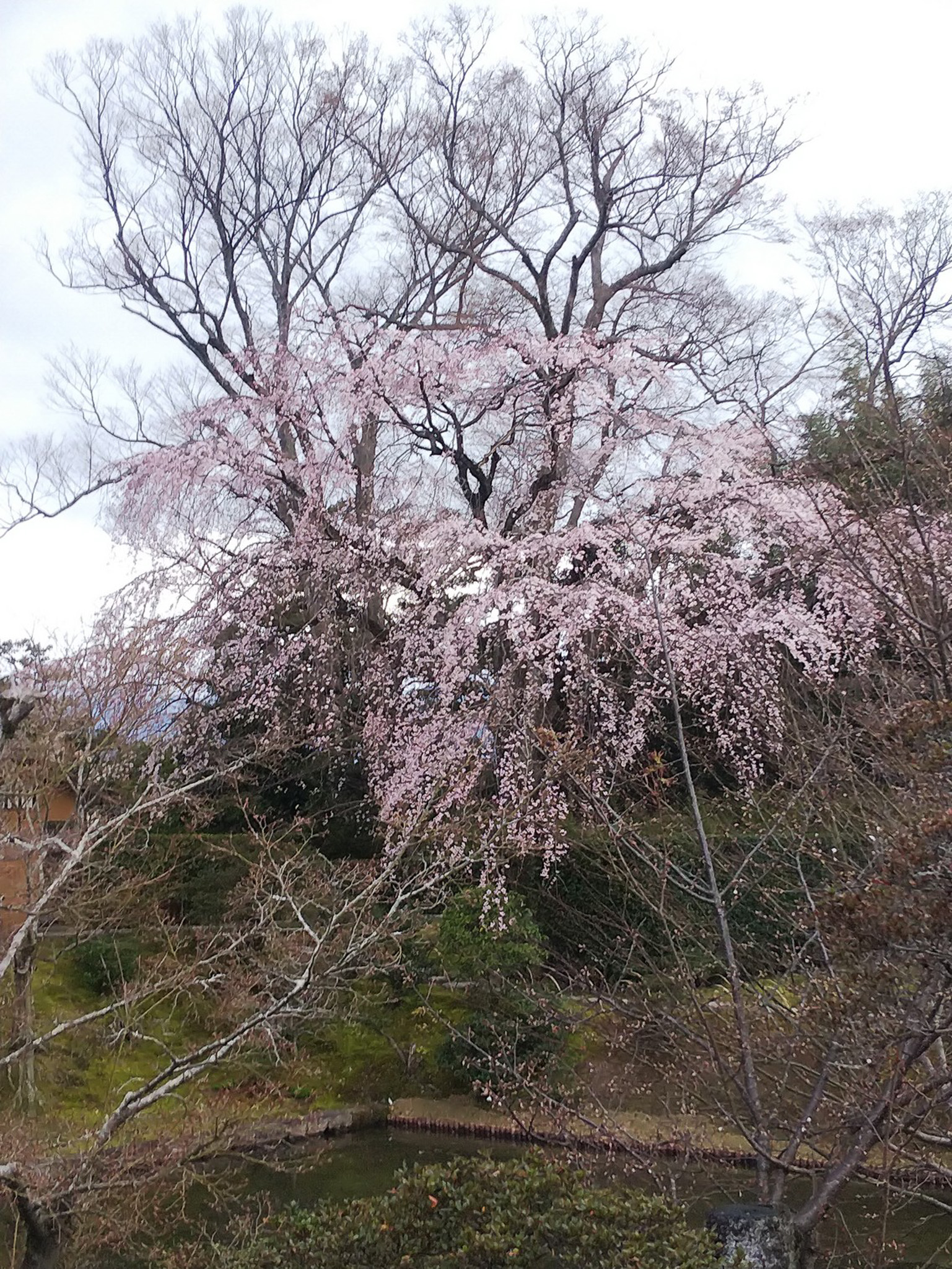 京都府立京都農林學校桂會 桂 第百號記念特輯號 京都府立京都農林學校