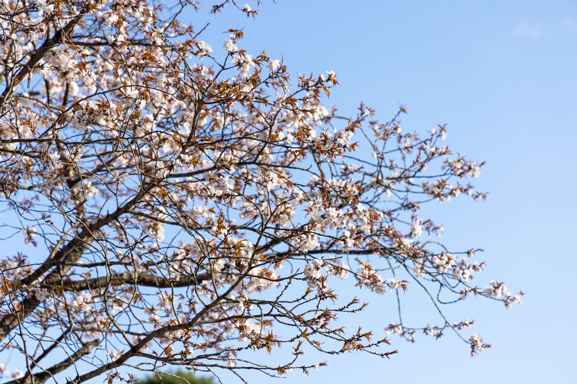 紫宸殿 「左近の桜」 - 京都御所