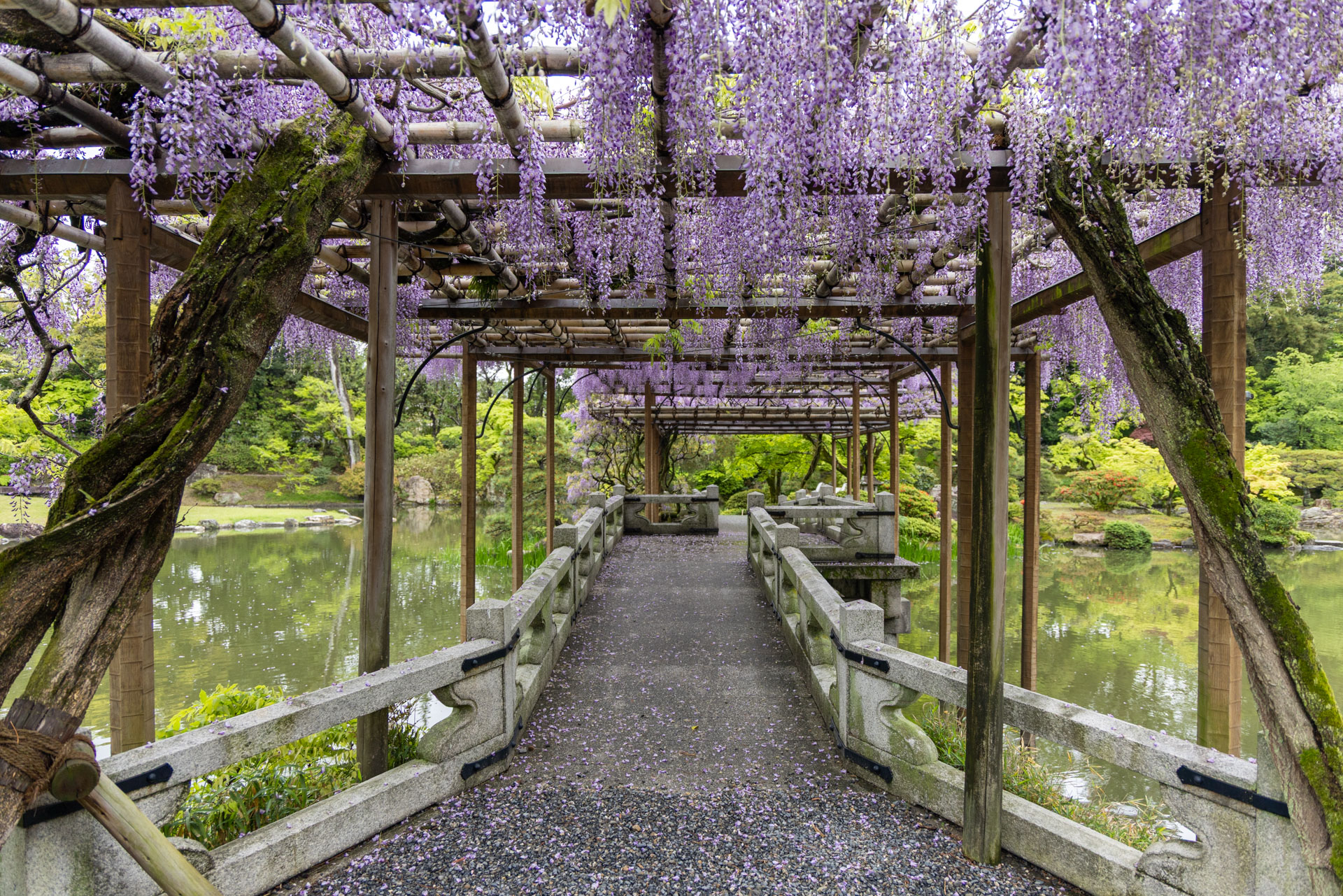 Wisteria Trellis at Kyoto Sento Imperial Palace - Kyoto Imperial