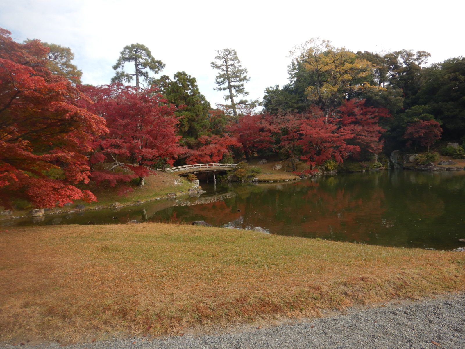 紅葉だより⑥ 京都仙洞御所・桂離宮・修学院離宮（令和7年〈2025 