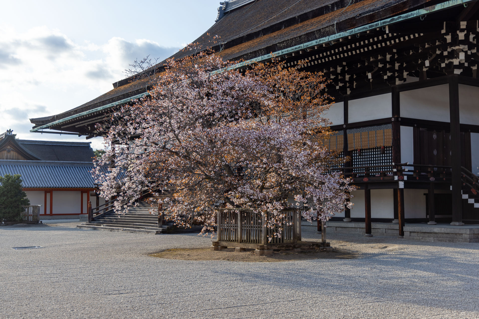 紫宸殿 「左近の桜」 - 京都御所