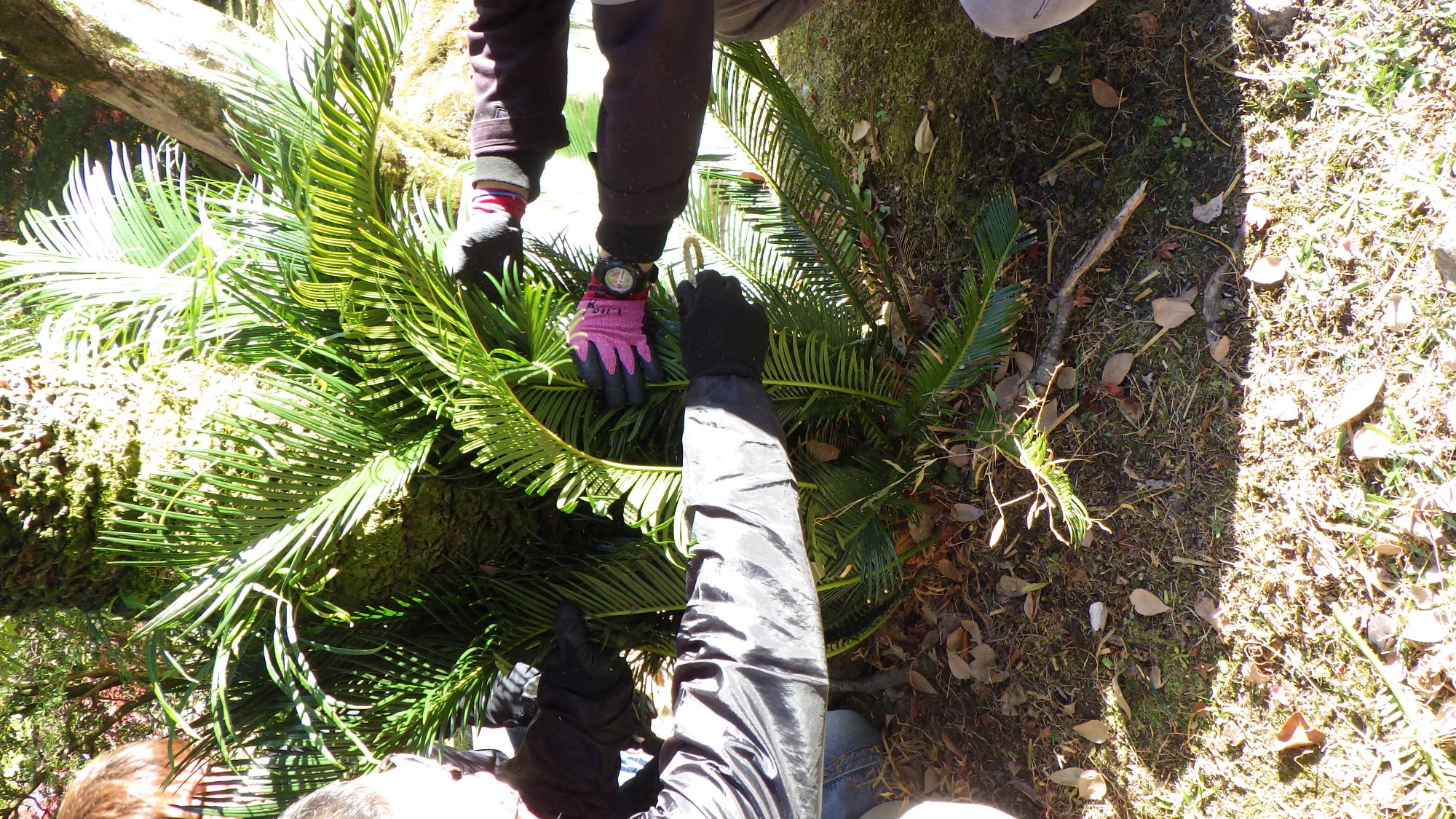 蘇鉄（ソテツ）の冬支度 - 京都御所