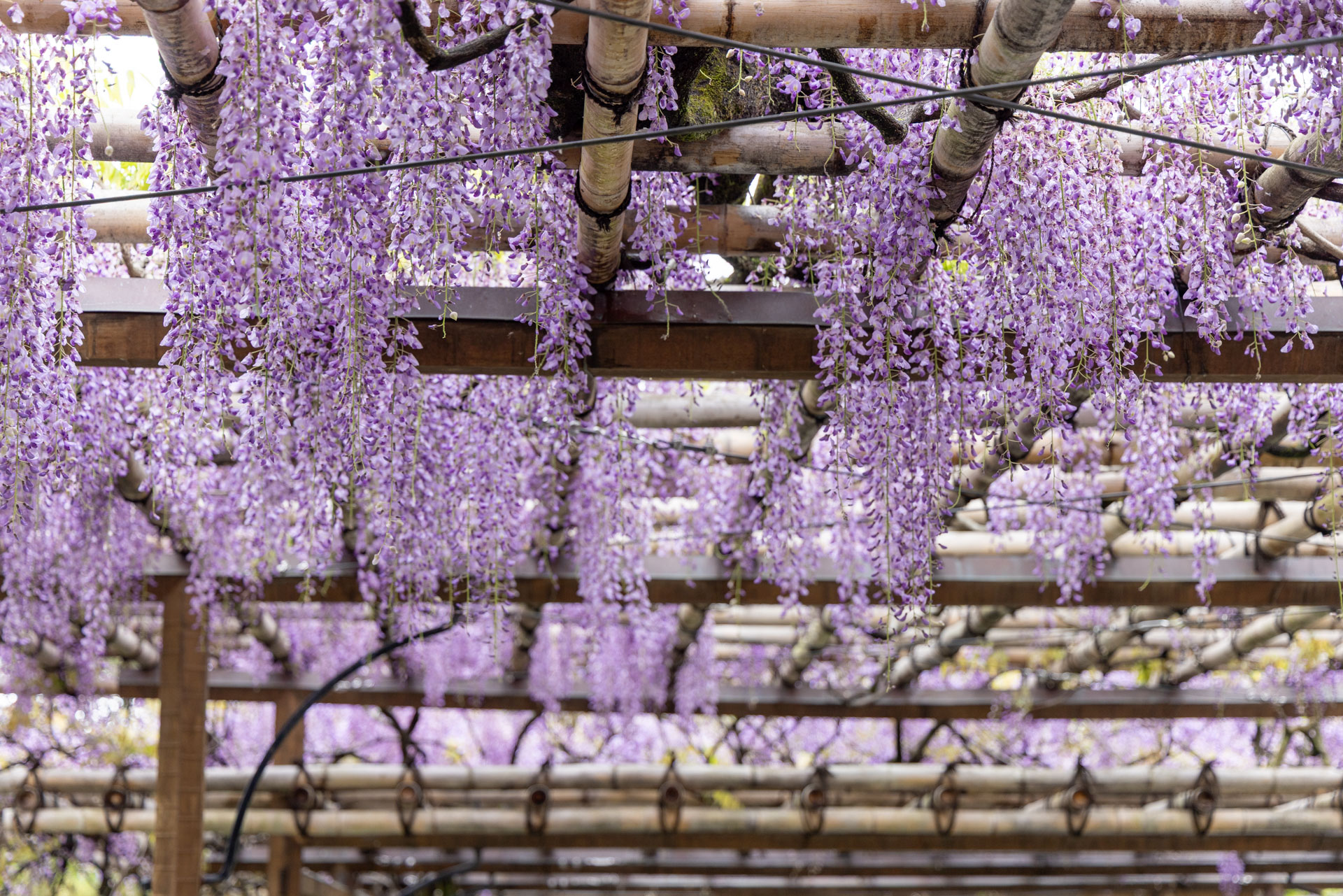 集英社 - wisteria 5 Japanese Wisteria Seeds CW91046 - Etsy