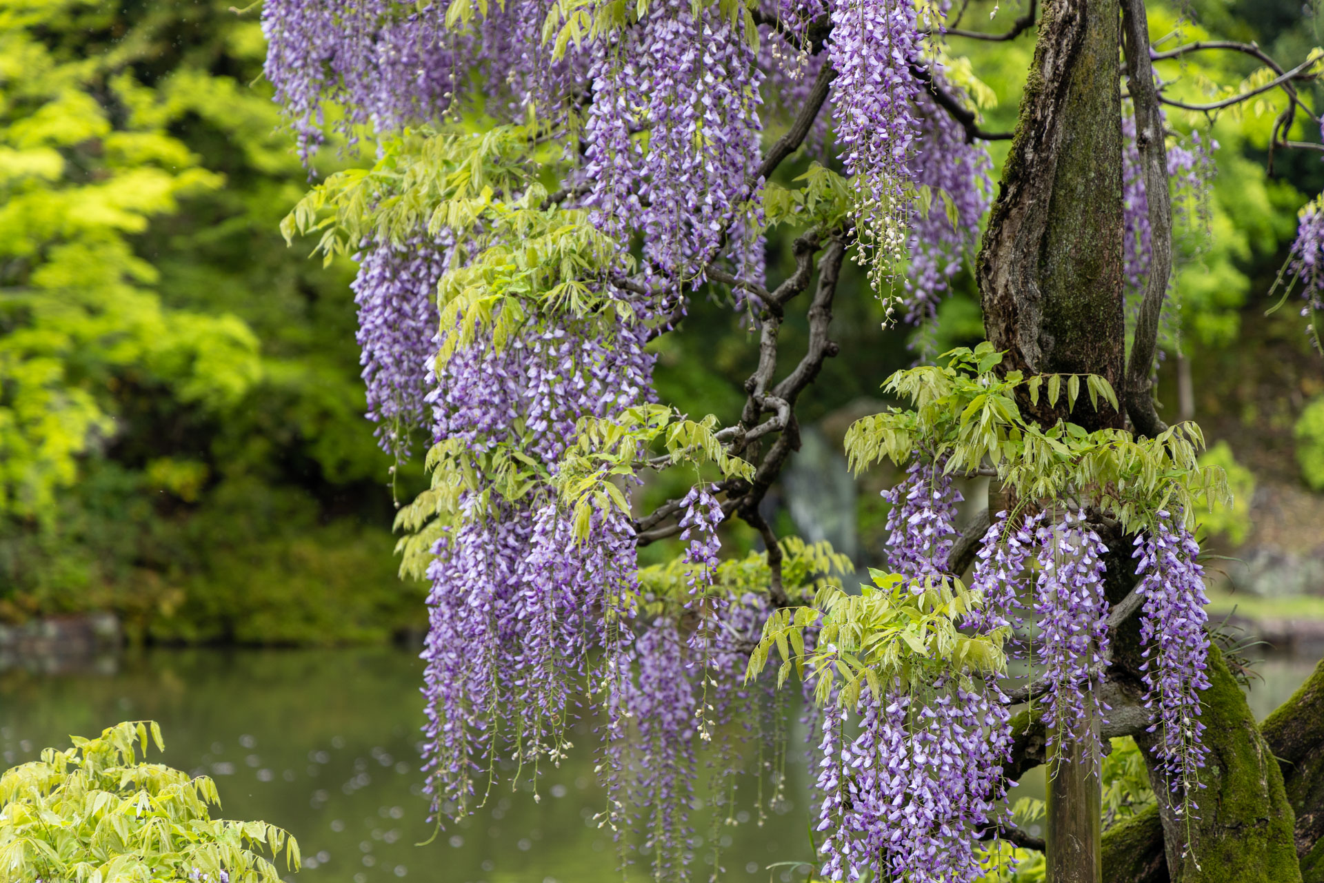 Wisteria Trellis at Kyoto Sento Imperial Palace - Kyoto Imperial