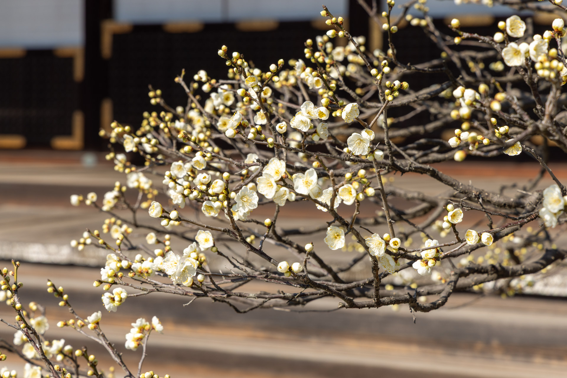 ホーム - 桂離宮