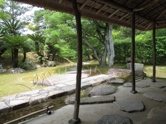 蘇鉄山のソテツ - 桂離宮
