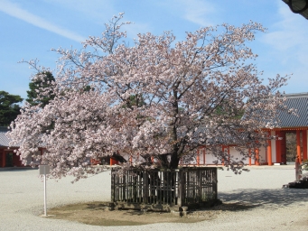 左近の桜 - 京都御所
