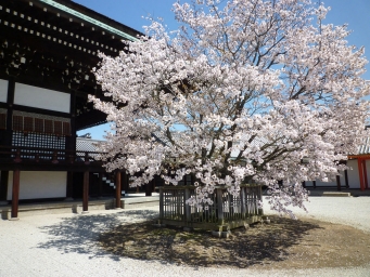 左近の桜 - 京都御所