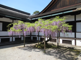 飛香舎の藤棚 - 京都御所