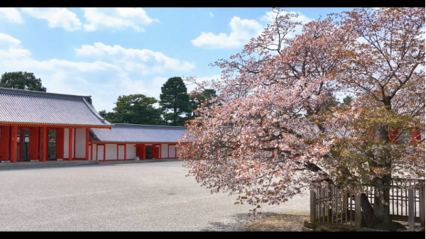 左近の桜 - 京都御所